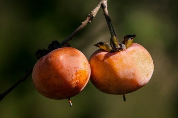 как растат райски ябълки снимка