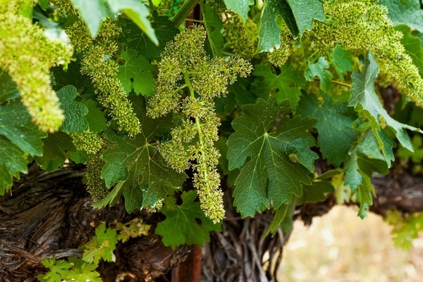 crumble di ovaie sull'uva