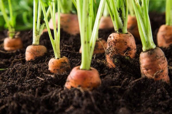 what soil do vegetables like