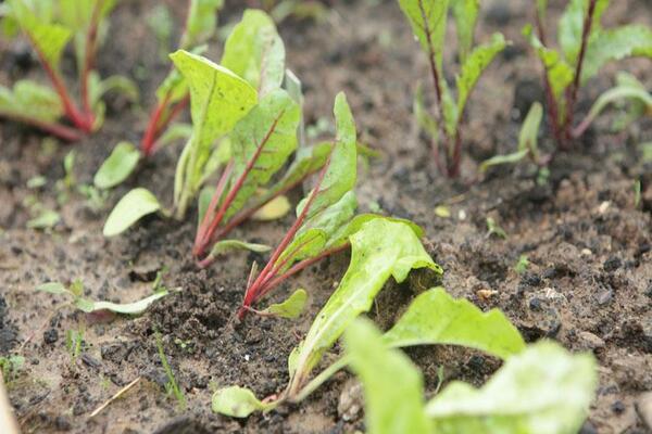 what soil do vegetables like