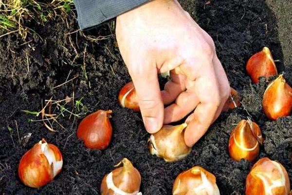 Quand planter des tulipes : les règles et les avantages de la plantation d'automne