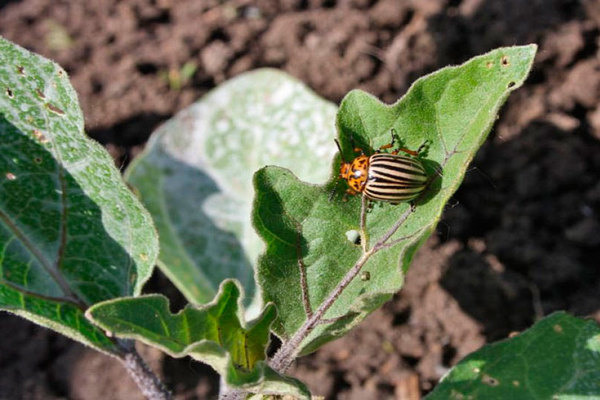 Colorado potato beetle on eggplant: the appearance of beetles