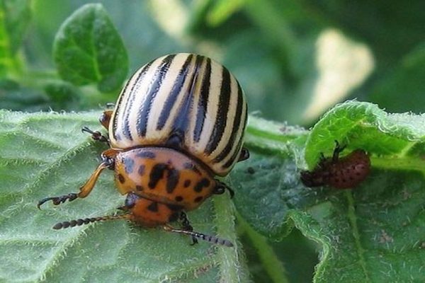 Colorado potato beetle on eggplant: the appearance of beetles