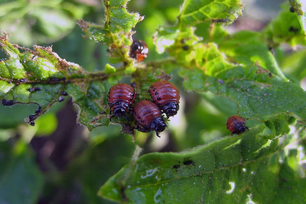 How to process eggplant from the Colorado potato beetle