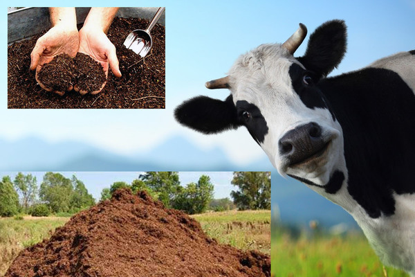 Cow dung (mullein) as top dressing: established norms and methods of application