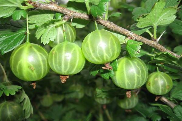 Gooseberry Malachite: full characteristics