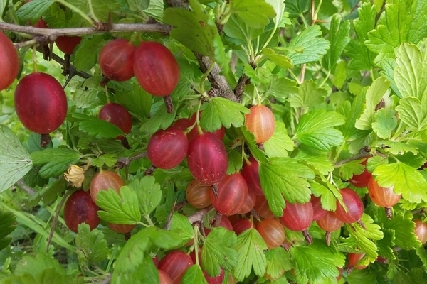 Gooseberry Masheka: variety description