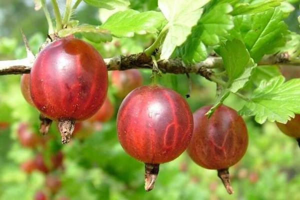 Stikkelsbær Sadko: beskrivelse av sorten, dens egenskaper