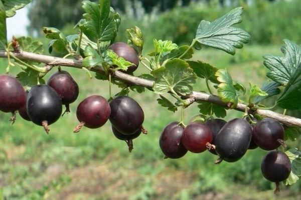 Северно капитан от цариградско грозде: описание на сорта