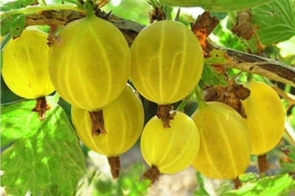 Spring gooseberry: paglalarawan at buong katangian