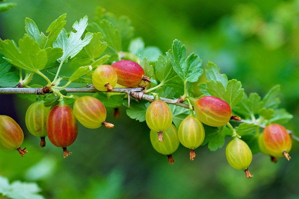 why gooseberries do not bear fruit