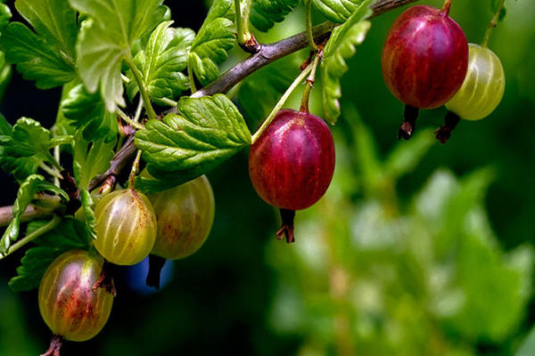 gooseberry does not bear fruit what to do