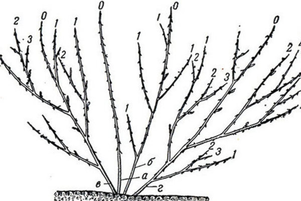 Groseille à maquereau: description, traits caractéristiques des buissons