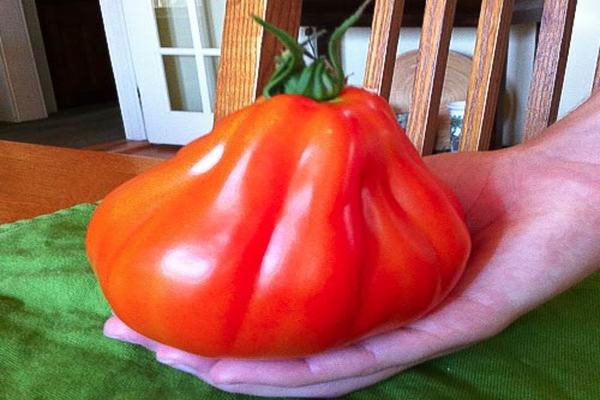 pomidorų milžinai