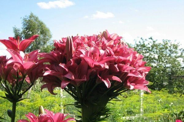 Lily Marlene: briefly about Asiatic lilies