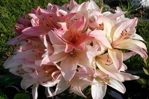 Kugellilie: Foto, detaillierte Informationen zur Pflanze