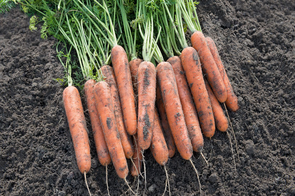 samson carrot variety