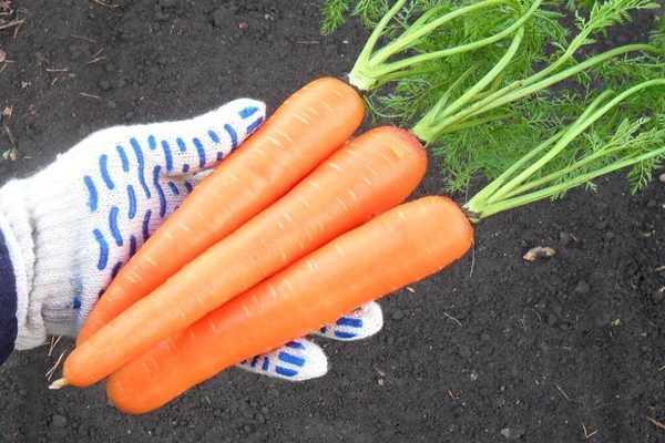 carrot samson reviews