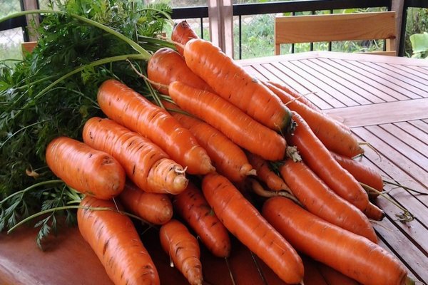 carrot samson photo