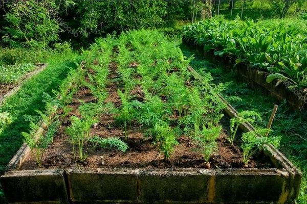 Cultiver des carottes : pourquoi augmenter la distance n'est pas non plus une solution positive