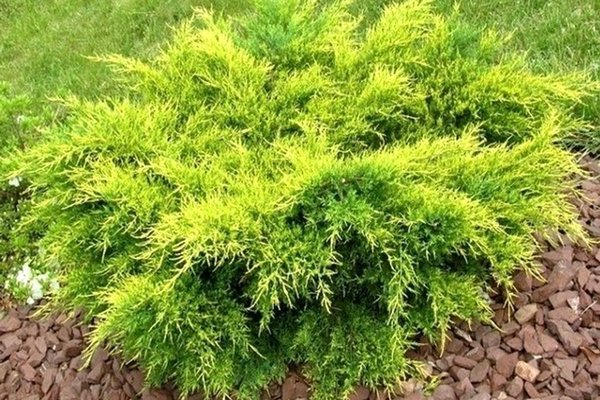 Mô tả Juniper Old Gold, đặc điểm đầy đủ