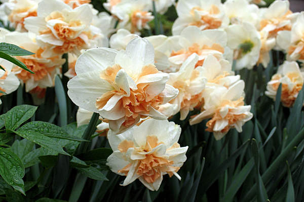 Narcissus Delnasho: egenskaber, beskrivelse