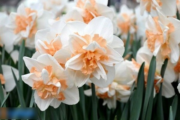 Narcissus Delnasho: fordele og ulemper ved sorten
