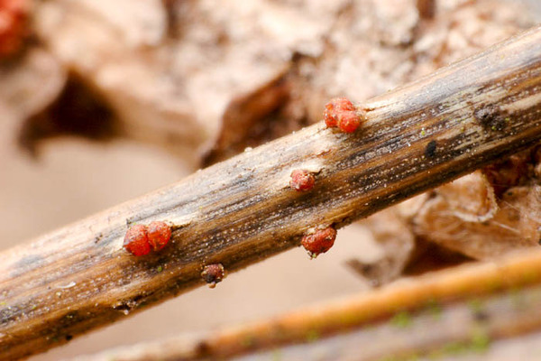 juniper diseases + and + their treatment photo