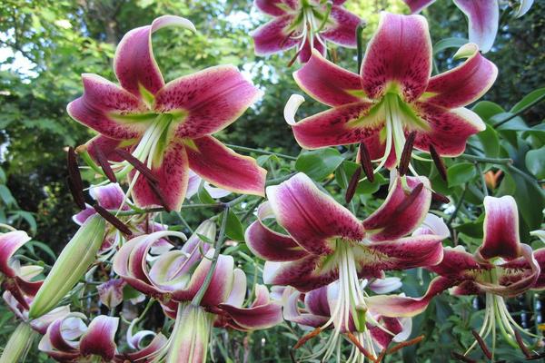 The most beautiful lilies