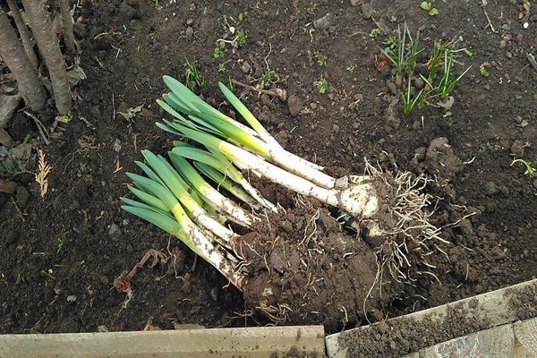 when to dig up daffodils for transplant