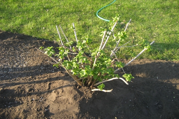 å transplantere ripsbusker om høsten