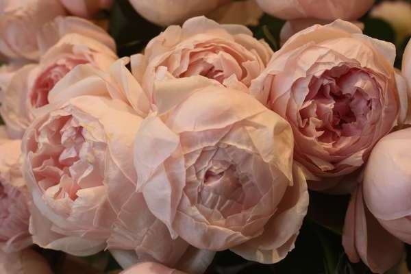 Photo de roses de pivoine, informations principales sur la plante