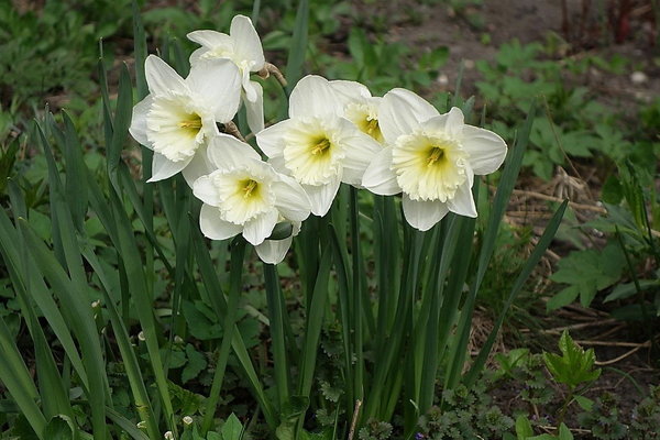 mengapa daffodil tidak mekar sendiri daun