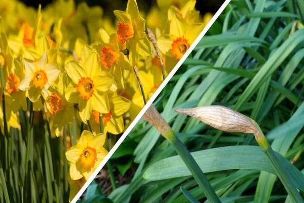 daffodil tidak mekar apa sebabnya