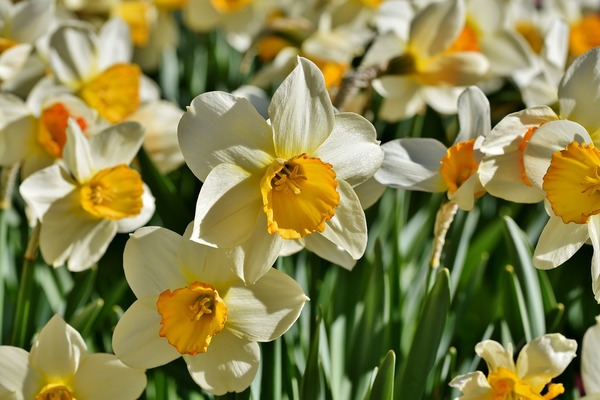 daffodil tidak mekar apa sebabnya