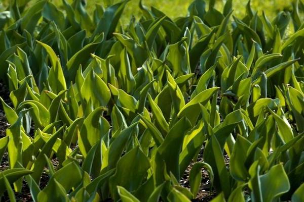 Zašto tulipani ne cvjetaju: odabir pravog mjesta