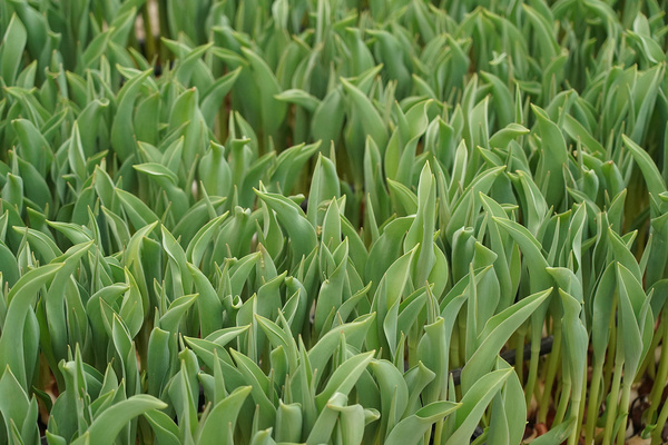 Tại sao hoa tulip không nở: trồng sai ngày
