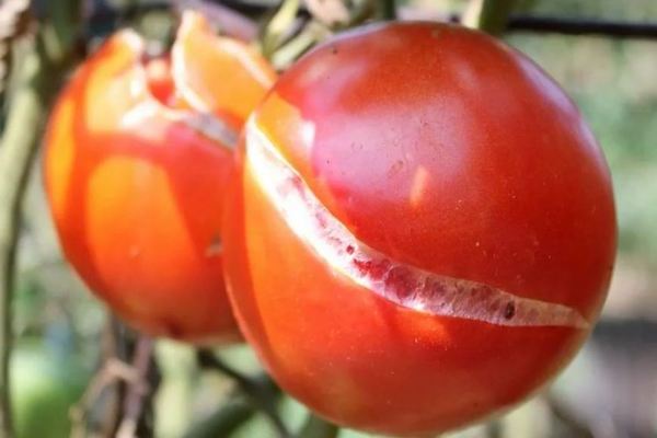 Why tomatoes crack when ripe: briefly about tomatoes