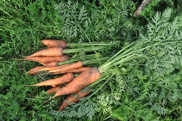 feeding carrots