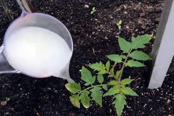 Hnojenie sadeníc paradajok: kedy použiť hnojivo Športovec