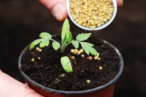 Cara memberi makan anak benih tomato setelah memetik dengan baja Krepysh