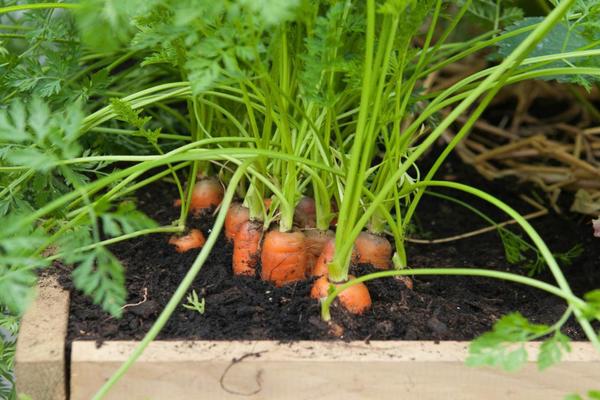 Watering carrots with ammonia