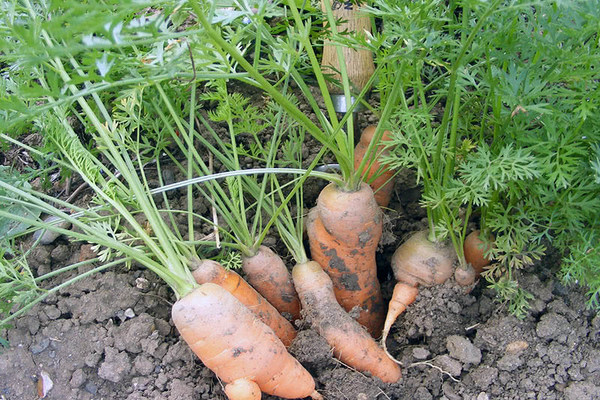 traitement des carottes à l'ammoniaque