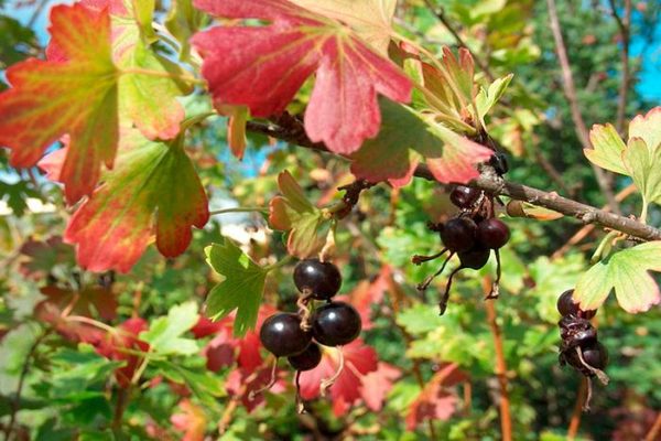 how often to water currants in summer