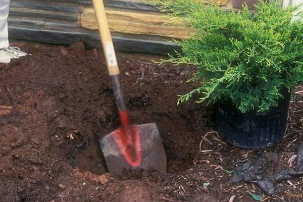 Planting juniper in the ground: what time to plant