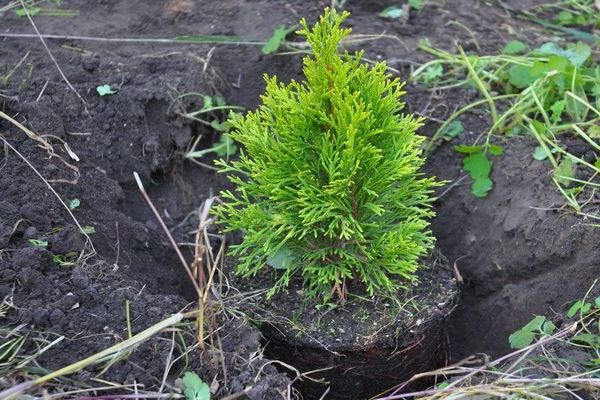 Planting juniper in the ground: choosing the right place for planting