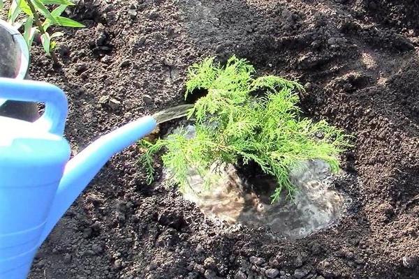 Juniper: planten en verzorgen in het open veld. Basisregels