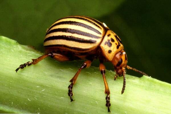 prestige from the colorado potato beetle application