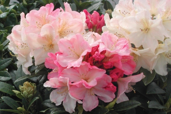 adams rhododendrons