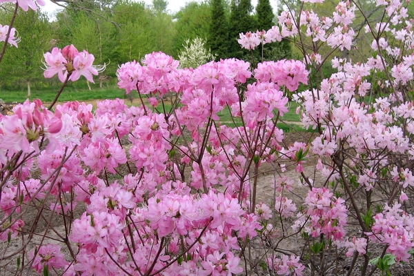 floraison de rhododendrons